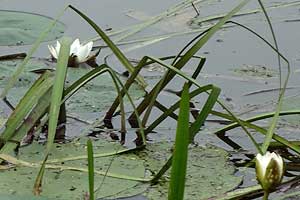Цветущая кувшинка чисто-белая на Никулятском озере