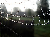 Участок паутины с капельками росы, похожими на прозрачные бусинки