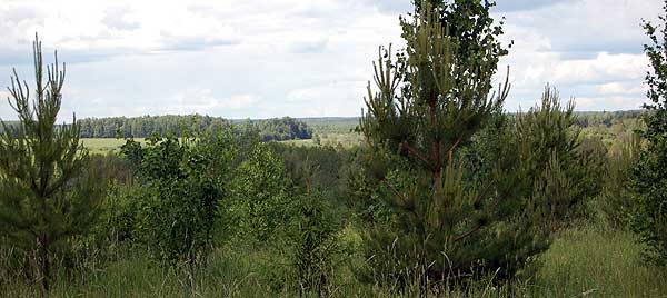 Вид на северо-запад в сторону р. Ярани по дороге к д. Б. Апшатнур