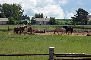 Лошади в Савичах